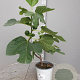 Ficus carica GM 2,0L