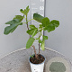 Ficus carica GM 2,0L