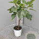 Ficus carica GM 2,0L