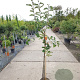 Malus d. 'Jonagold' halfstam 7,5L