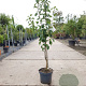 Pyrus c. 'Conference' laagstam 7,5L