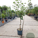 Pyrus c. 'Gieser Wildeman' laagstam 7,5L