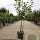 Pyrus c. 'Gieser Wildeman' laagstam 7,5L