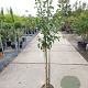 Pyrus c. 'Gieser Wildeman' halfstam 7,5L
