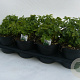 Apium graveolens P14