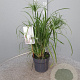 Cyperus papyrus GM C3
