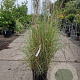 Miscanthus sinensis 125-150 cm container meerstammig