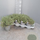 Thymus citriod. 'Silver Queen' P14