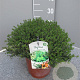 Thymus vulgaris GM C3