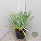 Yucca gloriosa 40-50 cm 10L