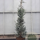Cedrus atl. 'Glauca' 250-300 cm cont. 95L