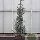 Cedrus atl. 'Glauca' 250-300 cm cont. 95L