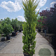 Cupressus m. 'Goldcrest' 175-200 cm 18L