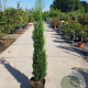 Cupressus semp. 'Pyramidalis' 100-125 cm container meerstammig