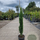 Cupressus semp. 'Pyramidalis' 100-125 cm 10L