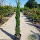 Cupressus semp. 'Pyramidalis' 125-150 cm container meerstammig