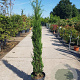 Cupressus semp. 'Pyramidalis' 125-150 cm container meerstammig