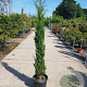 Cupressus semp. 'Pyramidalis' 125-150 cm container meerstammig