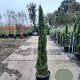 Cupressus semp. 'Pyramidalis' 125-150 cm container meerstammig