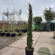 Cupressus semp. 'Pyramidalis' 150-175 cm container meerstammig