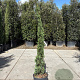Cupressus semp. 'Pyramidalis' 150-175 cm container meerstammig