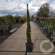 Cupressus semp. 'Pyramidalis' 150-175 cm container meerstammig
