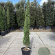 Cupressus semp. 'Pyramidalis' 175-200 cm container meerstammig