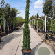Cupressus semp. 'Pyramidalis' 200-250 cm container meerstammig