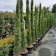 Cupressus semp. 'Pyramidalis' 200-250 cm container meerstammig