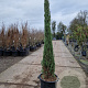 Cupressus semp. 'Pyramidalis' 200-250 cm container meerstammig