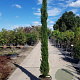 Cupressus semp. 'Pyramidalis' 250-300 cm container meerstammig