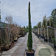 Cupressus semp. 'Pyramidalis' 300-350 cm container meerstammig