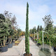 Cupressus semp. 'Pyramidalis' 350-400 cm container