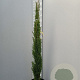 Cupressus semp. 'Totem' 80-100 cm container