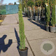 Cupressus semp. 'Totem' 80-100 cm container