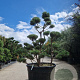 Pinus sylvestris 175-200 cm cont. 500L bonsai