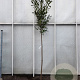 Prunus l. 'Caucasica' 160 cm stam container 10-12