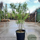 Prunus subh. 'Autumnalis' 200-250 cm container meerstammig extra