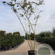Prunus subh. 'Autumnalis' 550-600 cm container meerstammig
