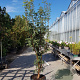 Acer griseum 200-250 cm 50L