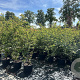 Amelanchier lamarckii 125-150 cm 20L