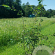 Amelanchier lamarckii 150-175 cm 20L
