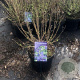 Caryopteris cland. Grand Bleu 40-50 cm 5,0L