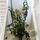 Heptacodium miconioides 80-100 cm 20L