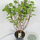 Hydrangea pan. 'Limelight' 60-80 cm 7,5L