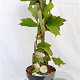 Hydrangea quercifolia 30-40 cm 3,0L