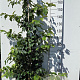 Parrotia persica 150-175 cm 20L