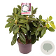 Rhododendron 'Gomer Waterer' 30-40 cm 5,0L