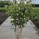 Cornus kousa chinensis 175-200 cm 20L