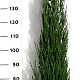 Juniperus s. 'Blue Arrow' 175-200 cm 20L